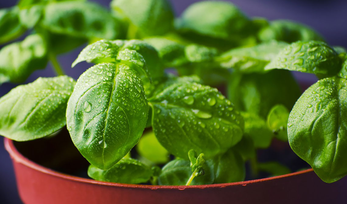 herbs1
