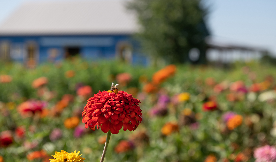 arnoskyfarms1