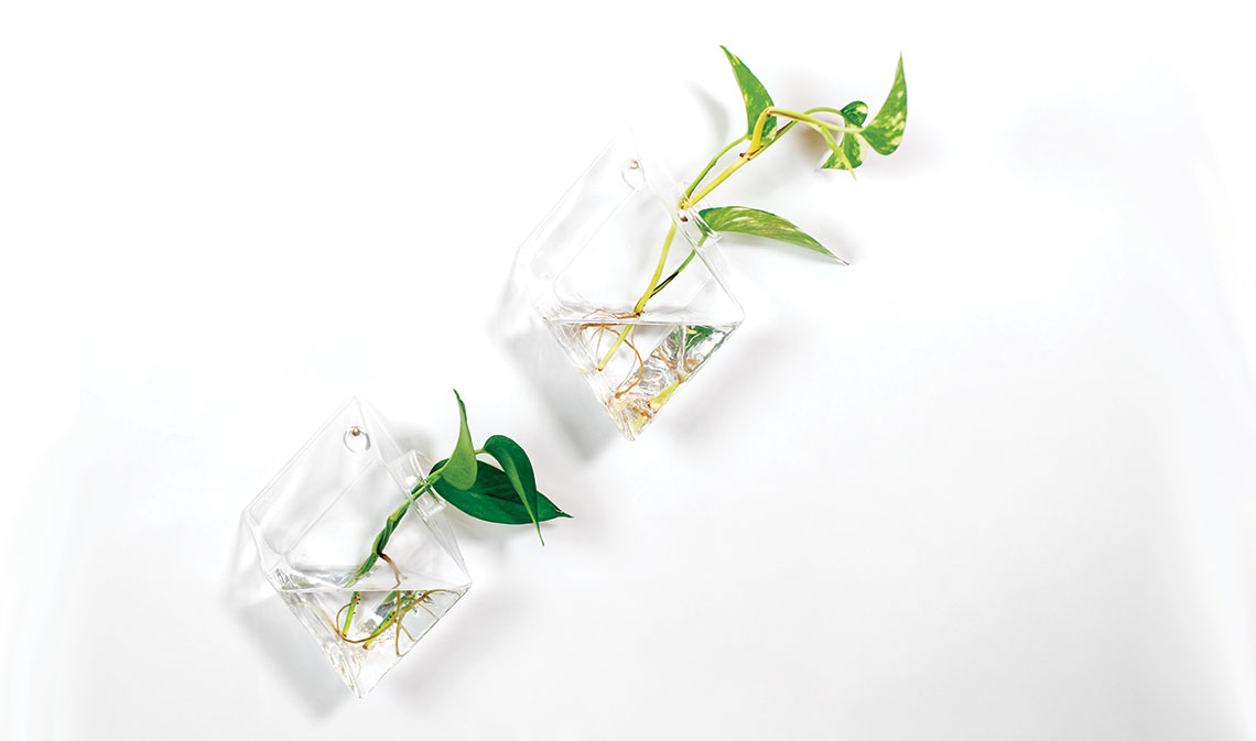 houseplants 1