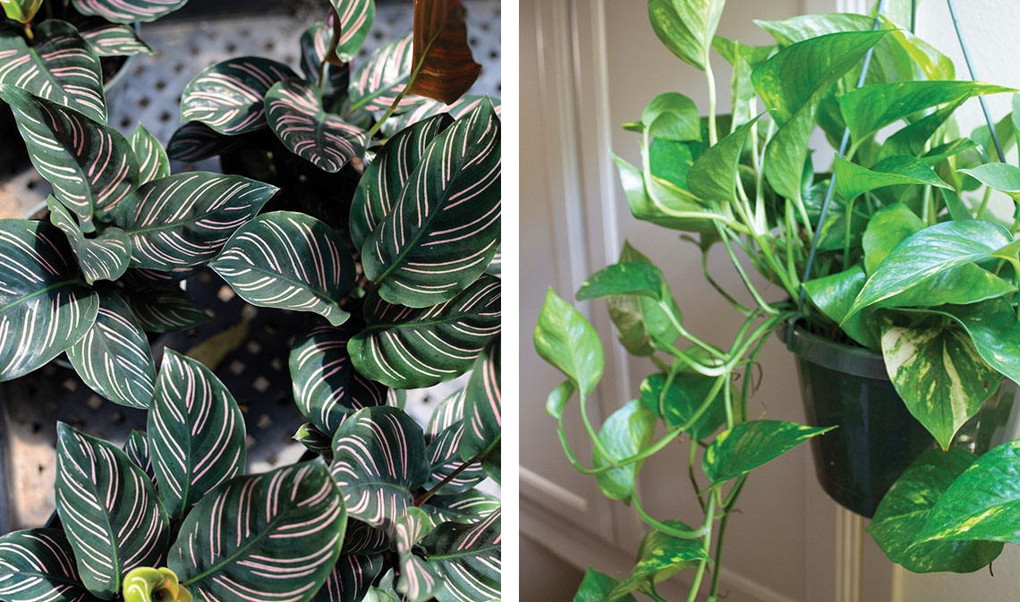 houseplants 2