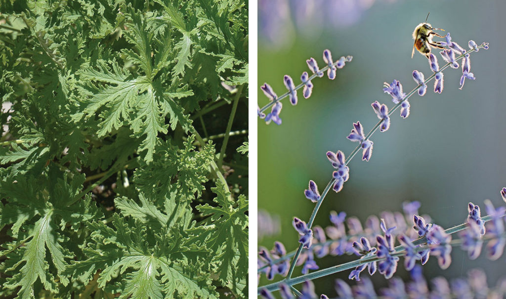 Fighting Mosquitoes in Austin Edible Austin