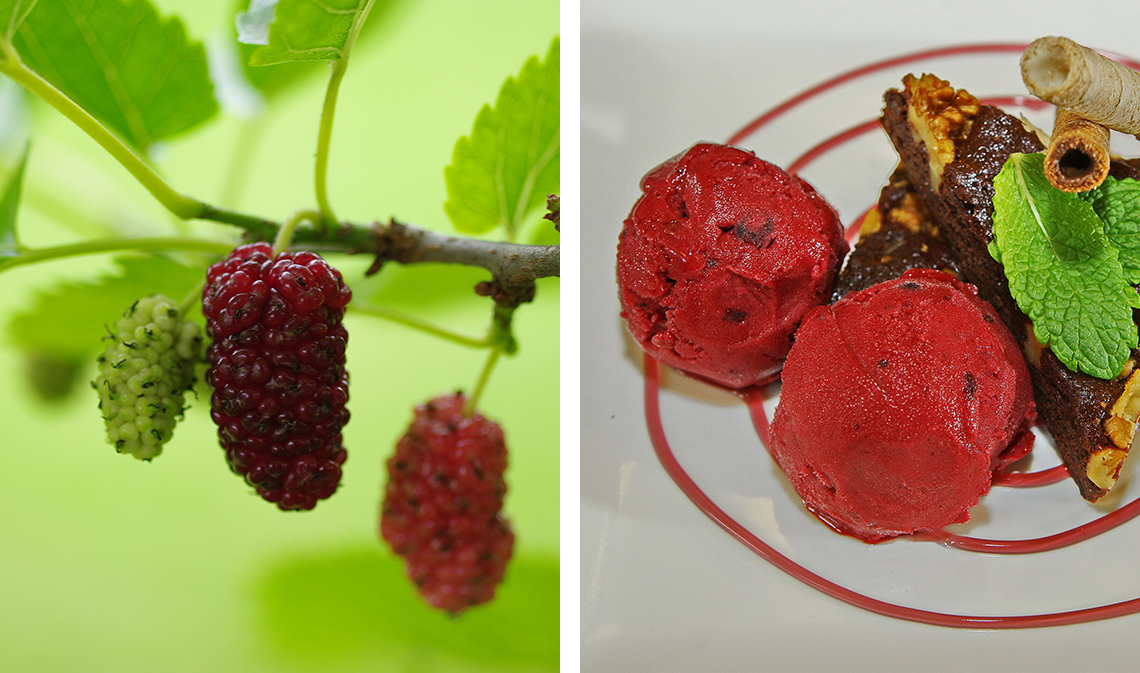 mulberry3