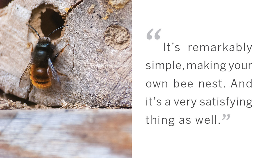 native bees quote