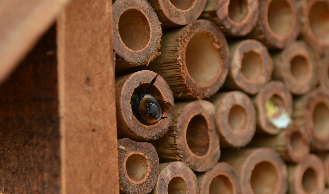 native bees