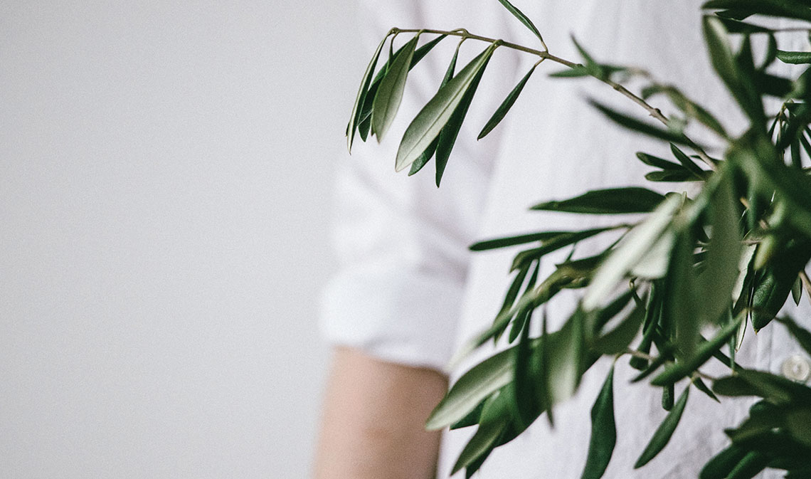 olive tree 2
