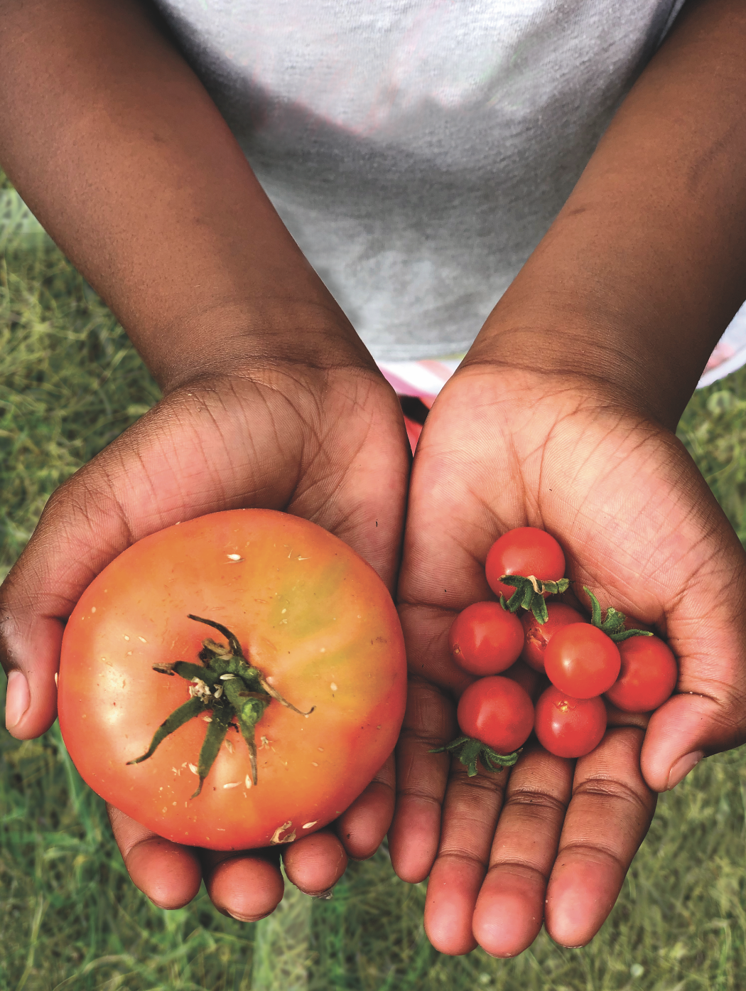 hands holding tomatoes