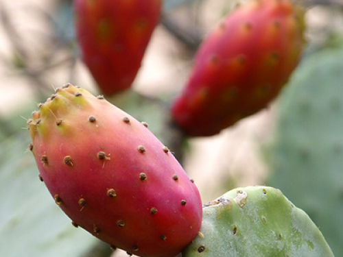 Prickly Pear Sauce