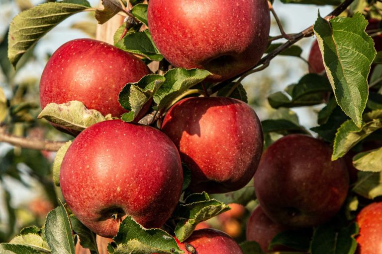 Mexican Apple Agua Fresca Edible Austin