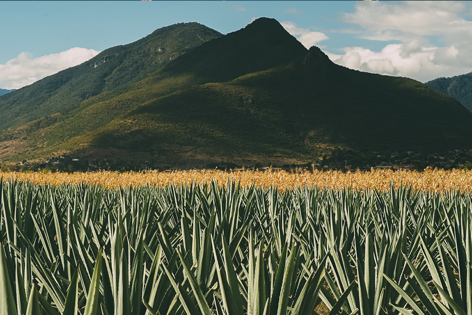 WAHAKAmezcal.com edibleaustin mezcal agave oaxaca